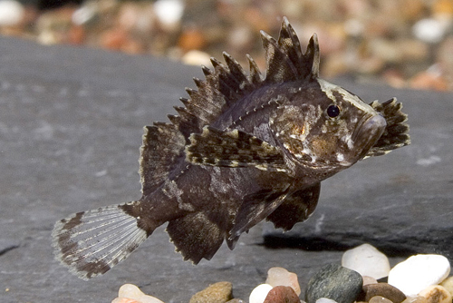 picture of Indian Butterfly Goby Lrg                                                                            Vespicula depressifrons