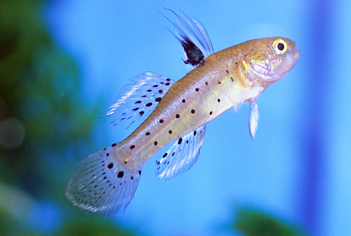 picture of Knight Goby Sml                                                                                      Stigmatogobius sadanundio