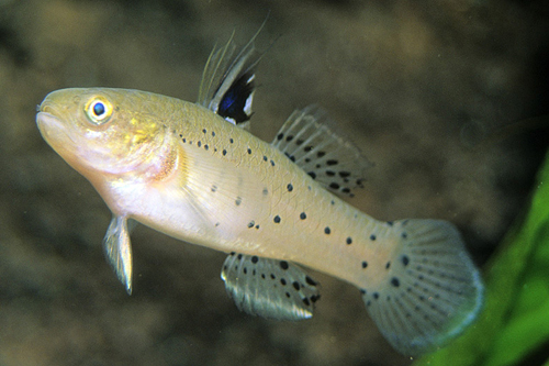 picture of Knight Goby Lrg                                                                                      Stigmatogobius sadanundio