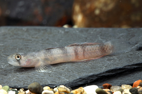 picture of Redbelt Rock Climbing Goby Reg                                                                       Sicyopus zosterophorus 