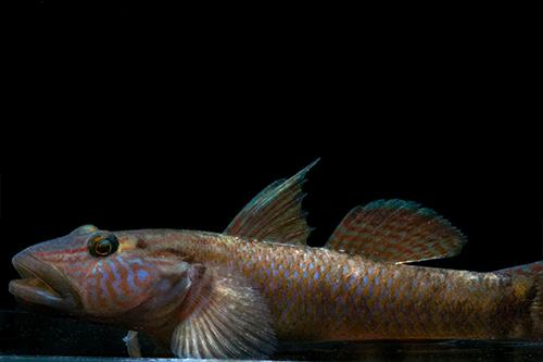 picture of Rhinogobius Formosanus Goby Med                                                                      Rhinogobius formosanus