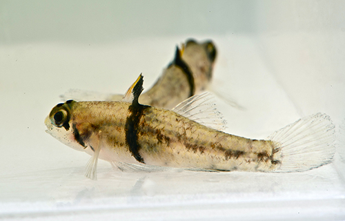 picture of Rhino Goby Reg                                                                                       Redigobius balteatus