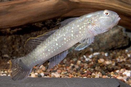 picture of Neon Purple Spotted Goby Reg                                                                         Acentrogobius viridipunctatus