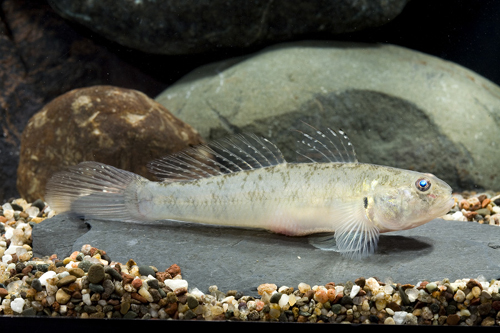 picture of Scribbled Goby Reg                                                                                   Awaous grammepomus