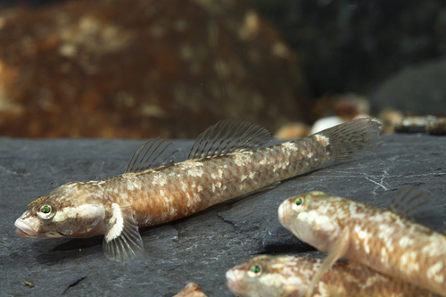 picture of White Cheek Goby Reg                                                                                 Rhinogobius duospilus