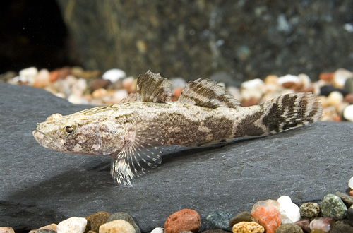 picture of Marble Goby M/L                                                                                      Oxyeleotris marmoratus