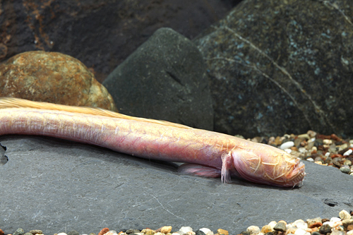 picture of Bearded Worm Goby Reg                                                                                Taenioides cirratus