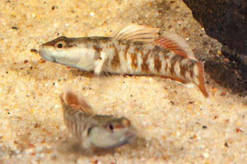 picture of Zhou's Vermilion Goby Male Reg                                                                       Rhinogobius zhoui