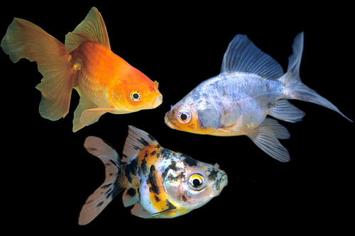 picture of Assorted Fantail Goldfish Xlg                                                                        Carassius auratus