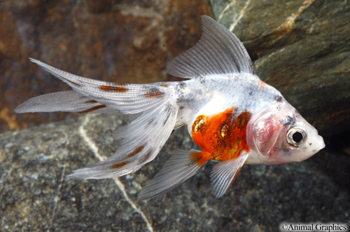 picture of Calico Fantail Goldfish Sml                                                                          Carassius auratus