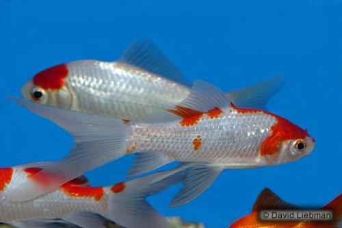 picture of Sarassa Comet Goldfish Sml                                                                           Carassius auratus