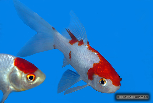 picture of Sarassa Comet Goldfish  M/S                                                                          Carassius auratus