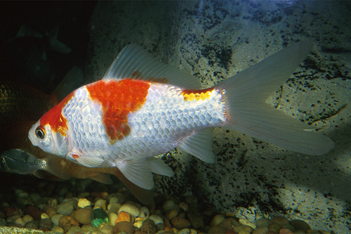 picture of Sarassa Comet Goldfish  Xlg                                                                          Carassius auratus