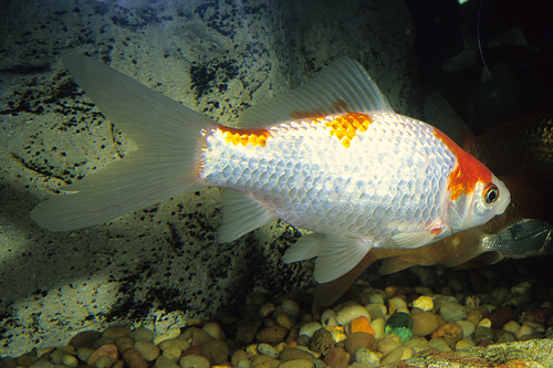 picture of Sarassa Comet Goldfish Shw                                                                           Carassius auratus