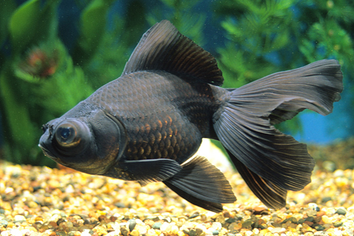 picture of Black Moor Goldfish Tank Raised M/S                                                                  Carassius auratus