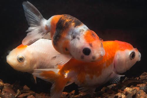 picture of Assorted Lionhead Goldfish Med                                                                       Carassius auratus