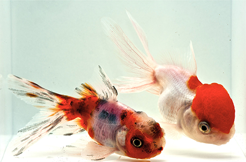 picture of Assorted Oranda Goldfish Med                                                                         Carassius auratus