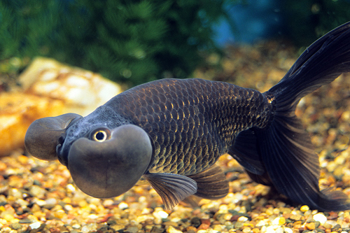 picture of Black Bubble Eye Goldfish Reg                                                                        Carassius auratus