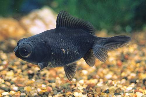 picture of Black Butterfly Telescope Goldfish Med                                                               Carassius auratus