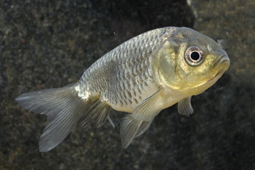 picture of Black Lionhead Goldfish Reg                                                                          Carassius auratus