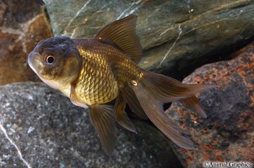 picture of Black Oranda Goldfish M/S                                                                            Carassius auratus