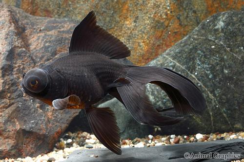 picture of Black Telescope Goldfish Lrg                                                                         Carassius auratus