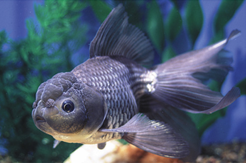 picture of Blue Oranda Goldfish Reg                                                                             Carassius auratus