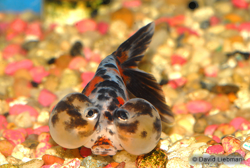 picture of Calico Bubble Eye Goldfish Med                                                                       Carassius auratus