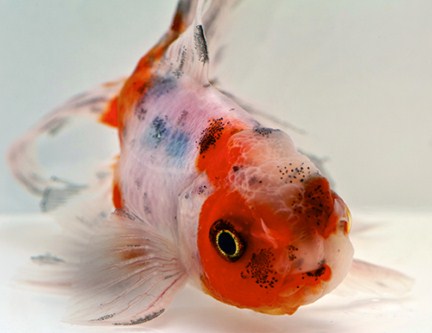 picture of Calico Oranda Goldfish M/S                                                                           Carassius auratus