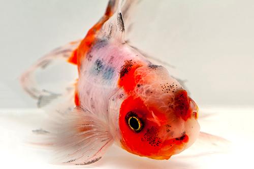 picture of Calico Oranda Goldfish Lrg                                                                           Carassius auratus