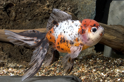 picture of Calico Oranda Goldfish Shw                                                                           Carassius auratus