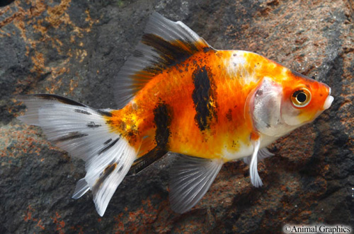 picture of Calico Ryukin Goldfish Shw                                                                           Carassius auratus