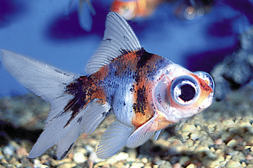 picture of Calico Telescope Goldfish Reg                                                                        Carassius auratus