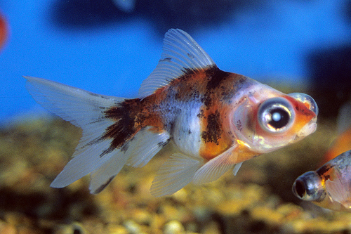 picture of Calico Telescope Goldfish M/S                                                                        Carassius auratus