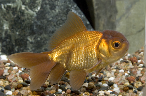 picture of Chocolate Oranda Goldfish Reg                                                                        Carassius auratus