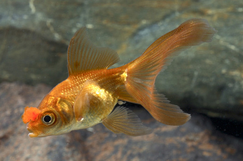 picture of Chocolate Pom Pom Oranda Goldfish Sml                                                                Carassius auratus