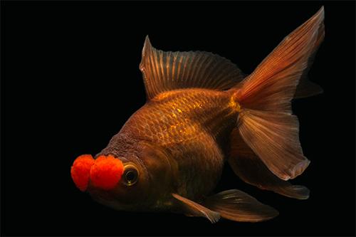 picture of Chocolate Pom Pom Oranda Goldfish M/S                                                                Carassius auratus