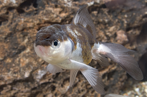 picture of Panda Oranda Goldfish Med                                                                            Carassius auratus