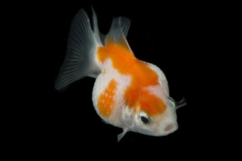 picture of Pearlscale Goldfish Sml                                                                              Carassius auratus