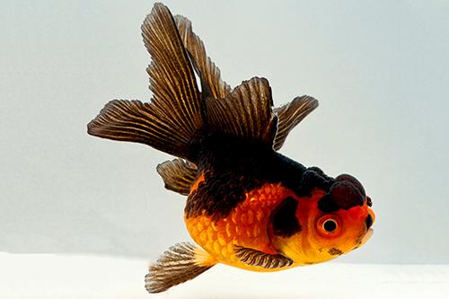 picture of Red & Black Oranda Goldfish Reg                                                                      Carassius auratus