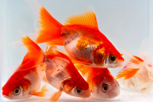 picture of Red & White Ryukin Goldfish Sml                                                                      Carassius auratus