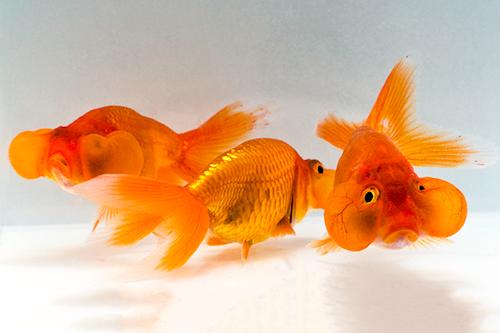 picture of Red Bubble Eye Goldfish Sml                                                                          Carassius auratus