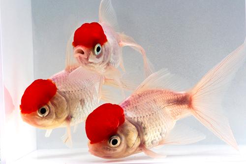 picture of Red Cap Oranda Goldfish Med                                                                          Carassius auratus