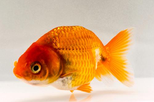 picture of Red Lionhead Goldfish Reg                                                                            Carassius auratus