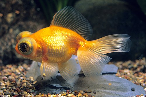 picture of Red Telescope Goldfish M/S                                                                           Carassius auratus