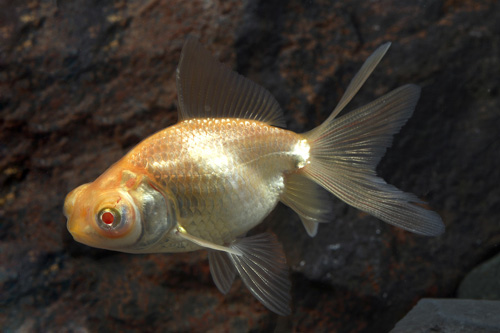 picture of Albino Black Satin Telescope Goldfish Med                                                            Carassius auratus