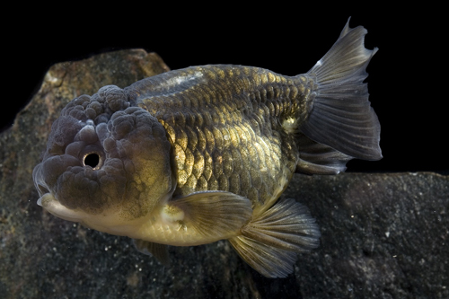 picture of Black Lionhead Goldfish M/S                                                                          Carassius auratus