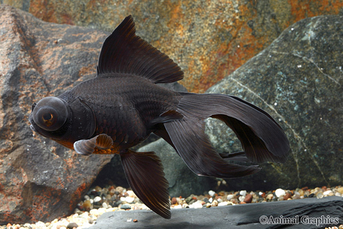 picture of Black Satin Telescope Goldfish Shw                                                                   Carassius auratus