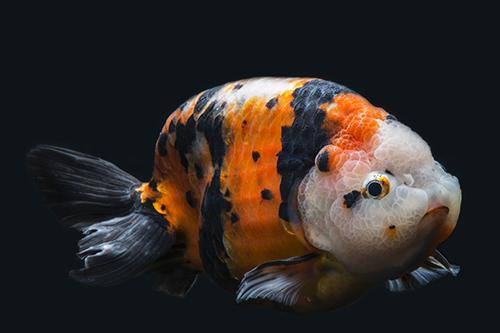 picture of Calico Lionhead Goldfish Lrg                                                                         Carassius auratus