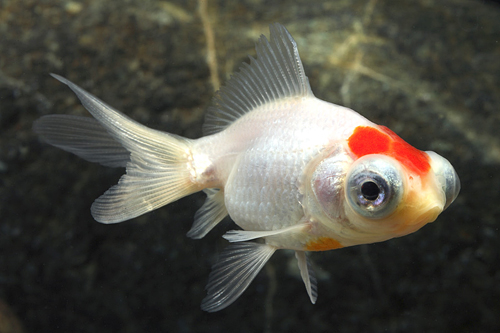 picture of Red Cap Telescope Goldfish M/S                                                                       Carassius auratus